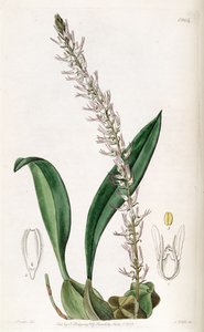 Bulbophyllum cocoinum by Miss Drake